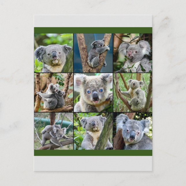 Australian Koala in Eucalyptus Tree Postcard (Front)