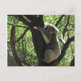 Australian koala postcard