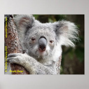Australian Koala Poster
