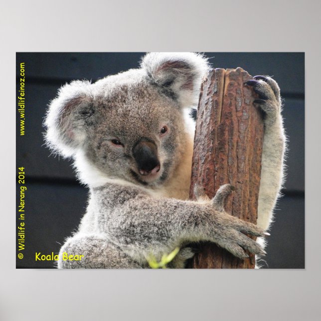 Australian Koala Poster (Front)