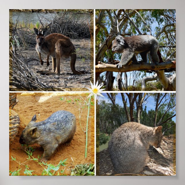 Australian Koala, Wombat, Quokka, Kangaroo, Poster (Front)