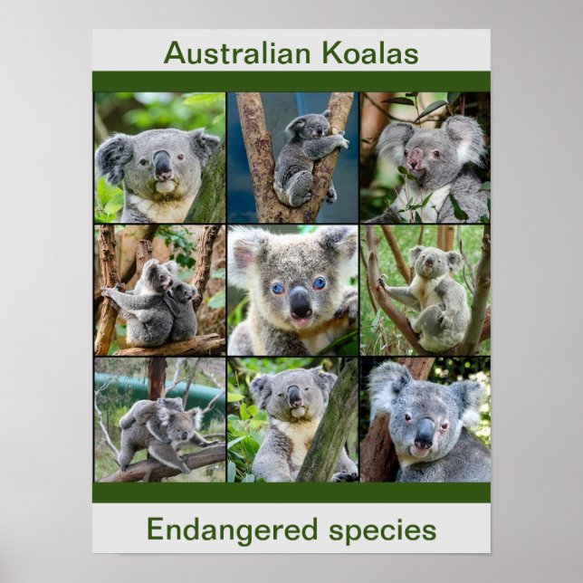 Australian Koalas, Endangered species Poster (Front)