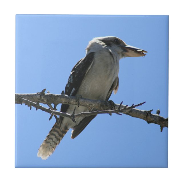Australian Kookaburra Ceramic Tile (Front)