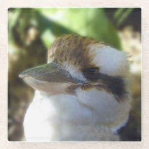 Australian Kookaburra Close Up, Glass Coaster