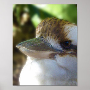 Australian Kookaburra Close Up,   Poster