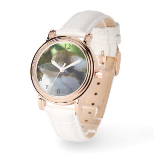 Australian Kookaburra Close Up, Watch