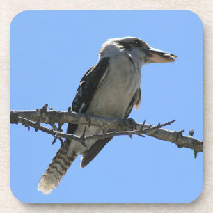 Australian Kookaburra Coaster