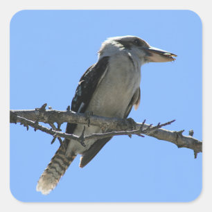 Australian Kookaburra Square Sticker