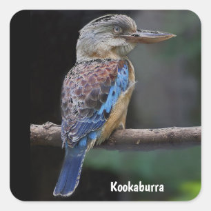 Australian Laughing Kookaburra Bird Square Sticker