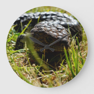 Australian Lizard (Stumpy)   Large Clock