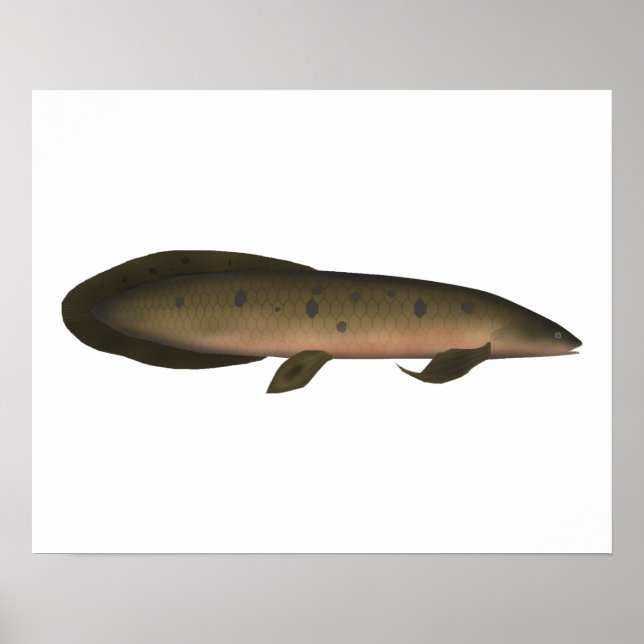 Australian Lungfish Poster (Front)