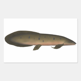 Australian Lungfish Rectangular Sticker