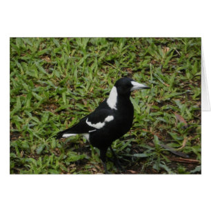 Australian Magpie Card