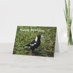 Australian Magpie Happy Birthday Card