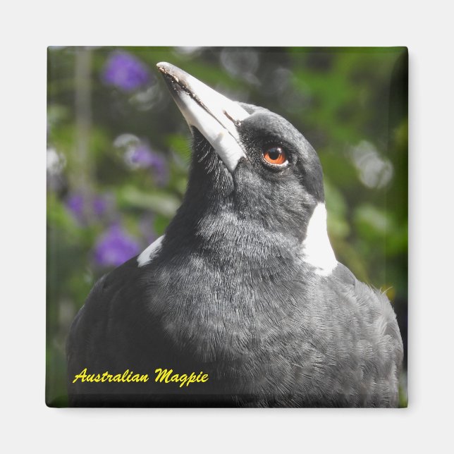 Australian Magpie Magnet (Front)