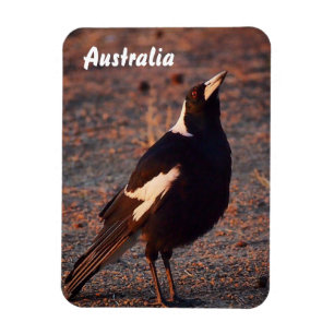 Australian Magpie photo magnet