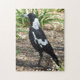 Australian Magpie Puzzle