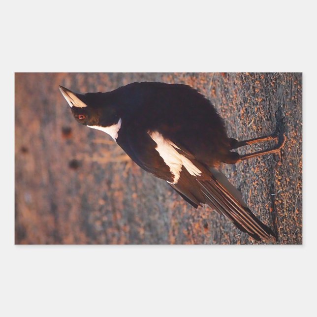 Australian Magpie rectangular sticker (Front)