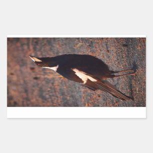Australian Magpie rectangular sticker
