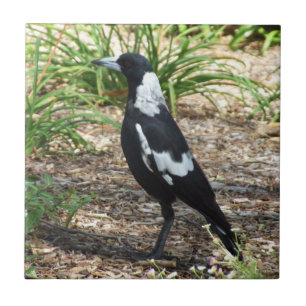Australian Magpie Tile