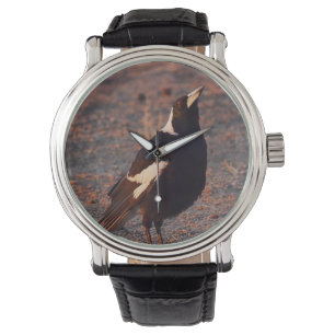 Australian Magpie watch