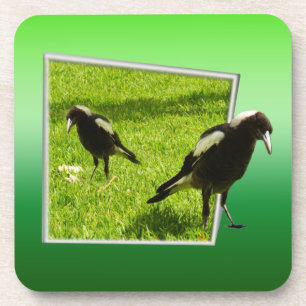 Australian Magpies Not So Scary Birds, Coaster