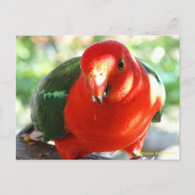 Australian Male King Parrot Postcard (Front)