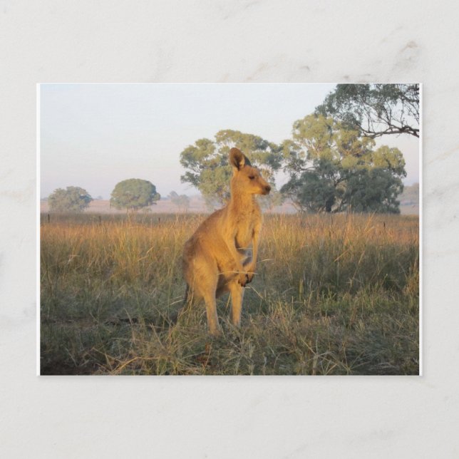 Australian Morning Product Range Postcard (Front)