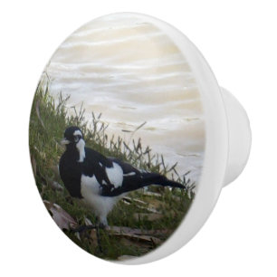 Australian Murray Mapie Bird, Ceramic Knob