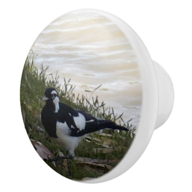 Australian Murray Mapie Bird, Ceramic Knob (Right)