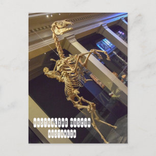 Australian Museum in Sydney Australia Postcard