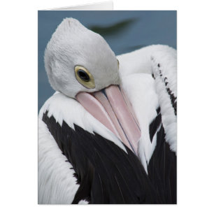 Australian pelican close up