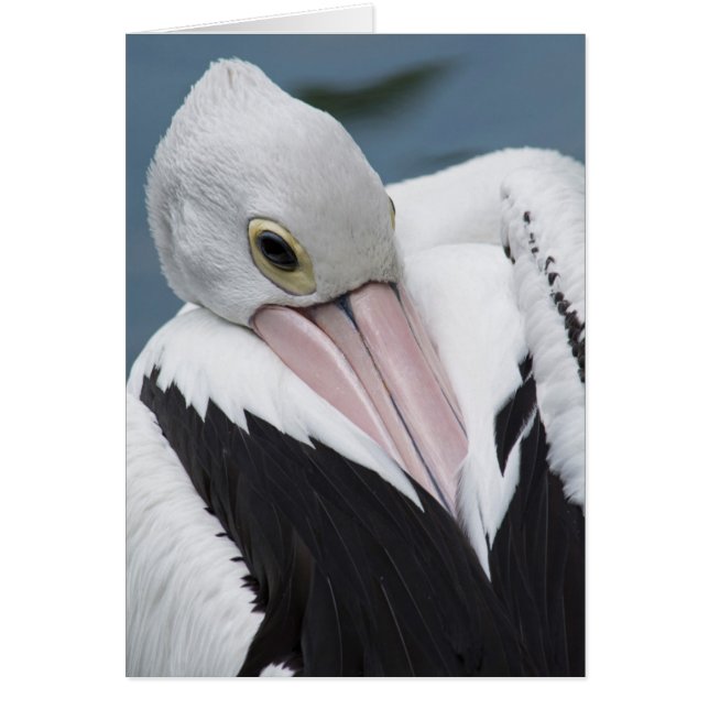 Australian pelican close up (Front)