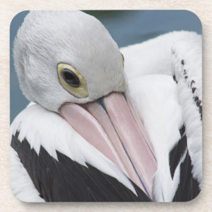 Australian pelican close up coaster