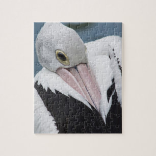 Australian pelican close up jigsaw puzzle