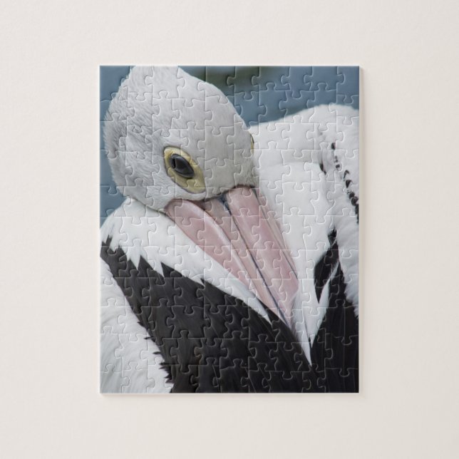 Australian pelican close up jigsaw puzzle (Vertical)
