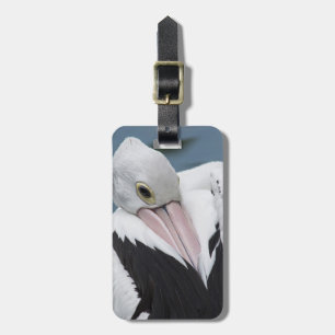 Australian pelican close up luggage tag