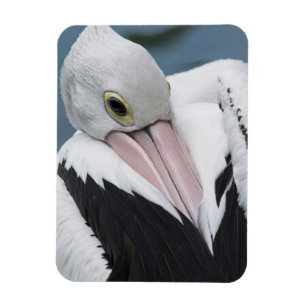 Australian pelican close up magnet