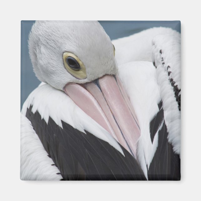 Australian pelican close up magnet (Front)