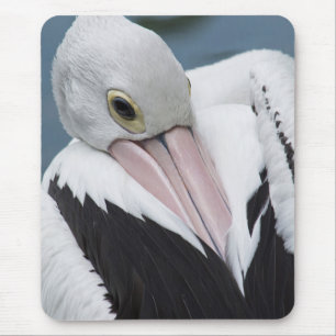 Australian pelican close up mouse pad