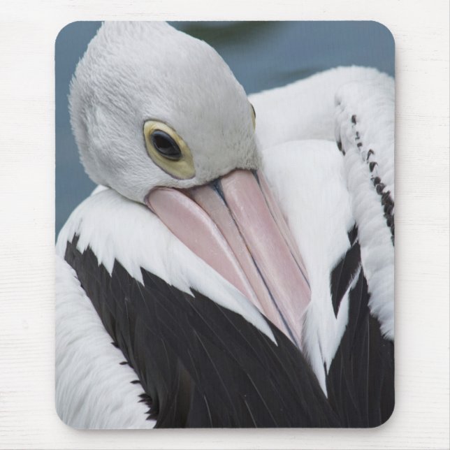 Australian pelican close up mouse pad (Front)