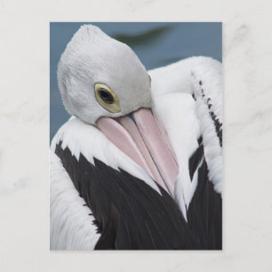Australian pelican close up postcard