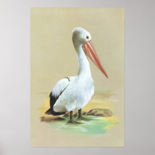 Australian Pelican - Pelecanus conspicillatus Poster