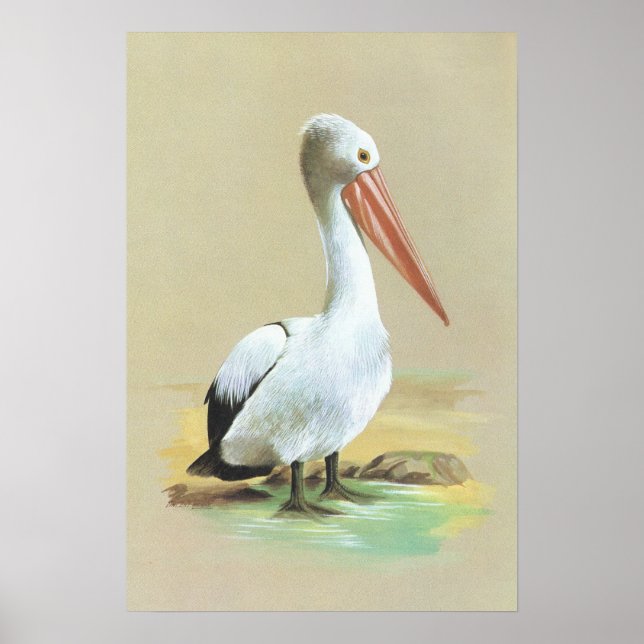 Australian Pelican - Pelecanus conspicillatus Poster (Front)