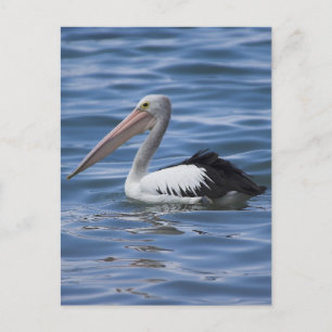Australian Pelican Postcard