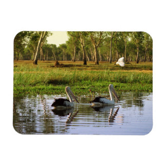 Australian Pelicans, Kakadu National Park, NT Magnet