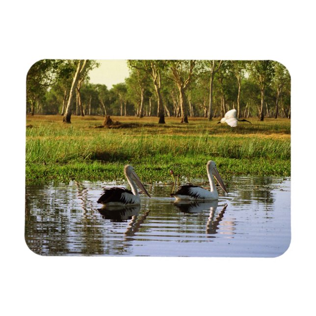 Australian Pelicans, Kakadu National Park, NT Magnet (Horizontal)