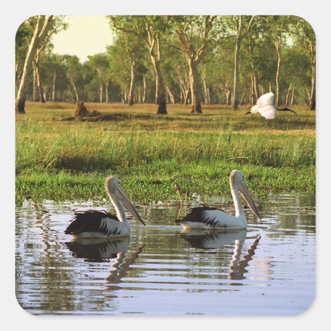 Australian Pelicans, Kakadu National Park, NT Square Sticker (Front)