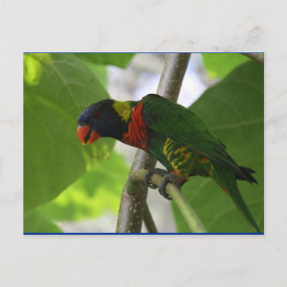 Australian Rainbow Lorikeet Postcard