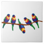 Australian rainbow lorikeets ceramic tile<br><div class="desc">parrots and finches on a branch</div>